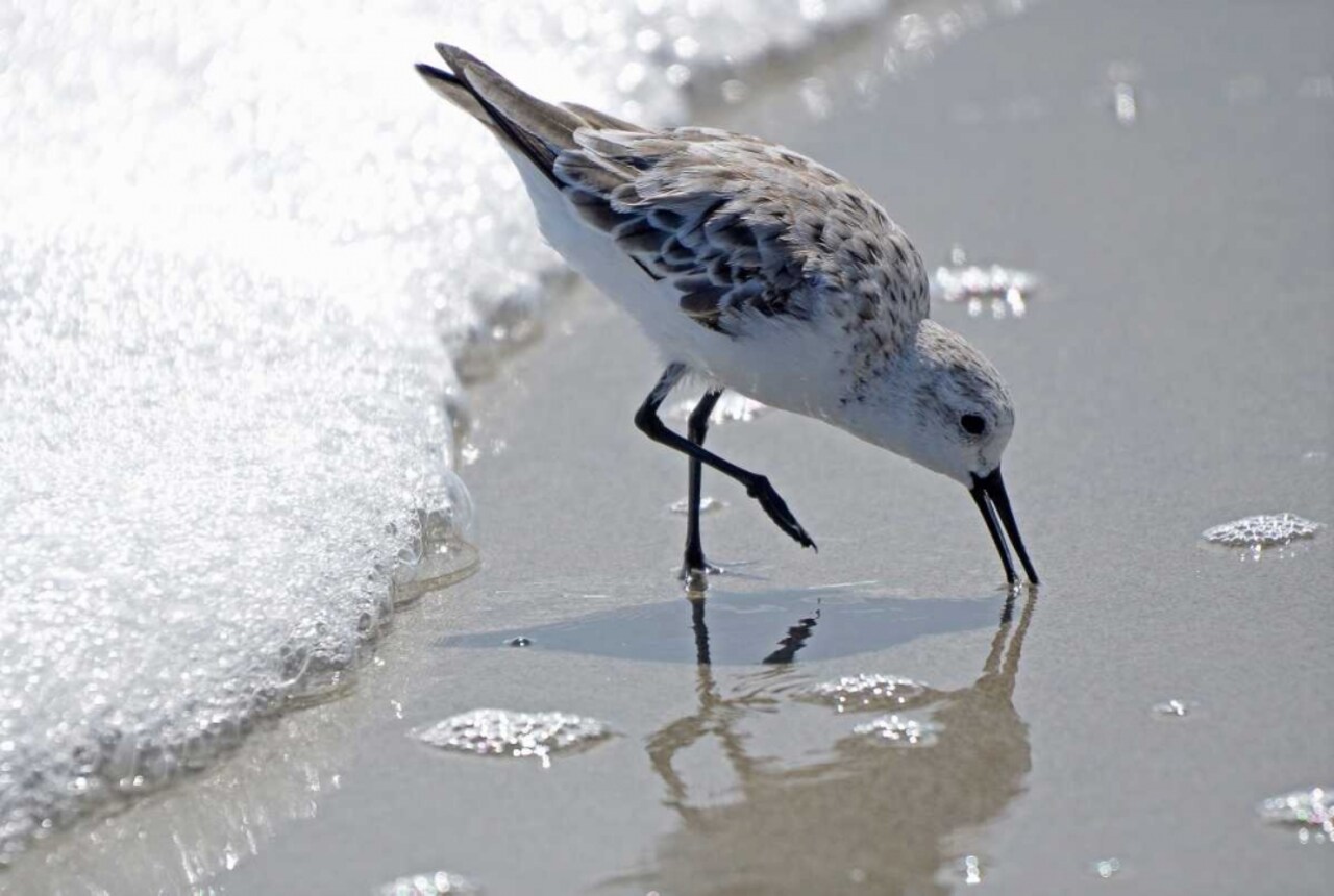 Sandpiper II Poster Print by Bruce Nawrocke - Item # VARPDX10711C